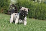 BOULEDOGUE FRANCAIS 470